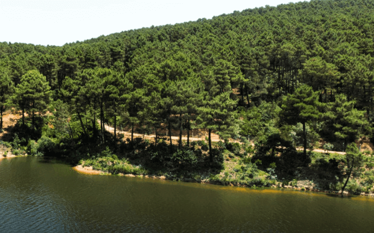 Aydos Forest