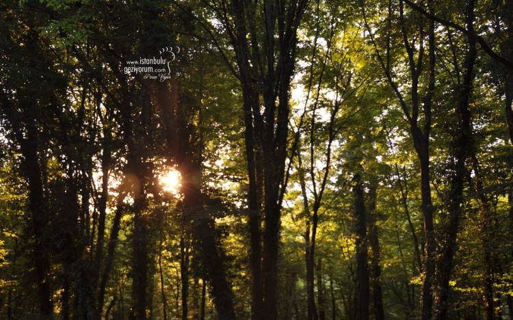 Belgrad Forest