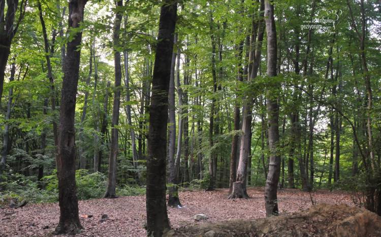 Belgrad Forest