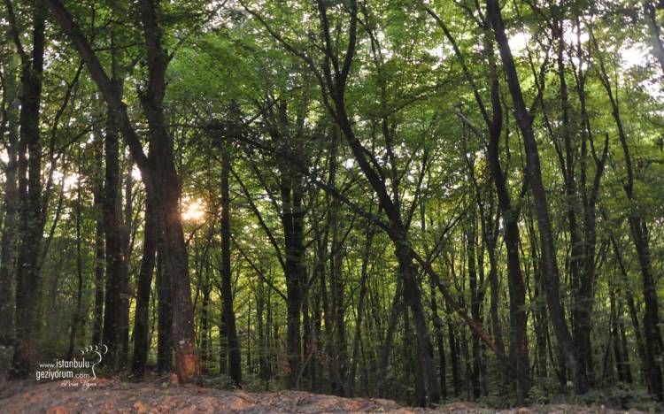 Belgrad Forest