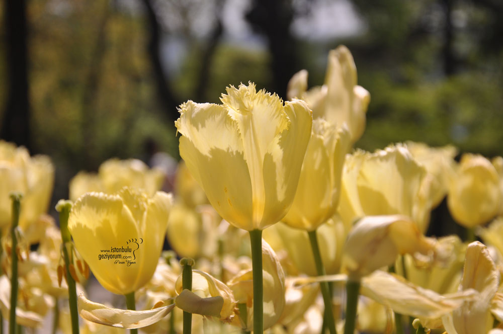 Spring in Istanbul: Best Places to See Tulips, Sakura, Judas Trees & Magnolia