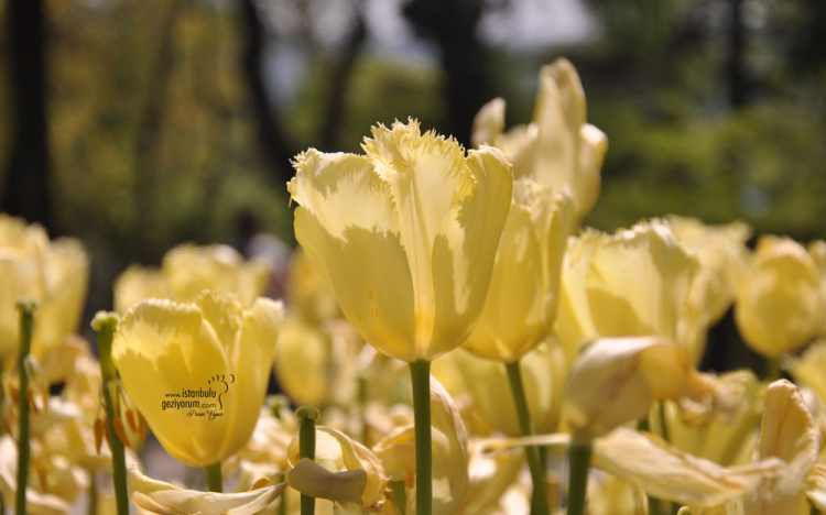 Spring in Istanbul: Best Places t..