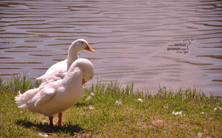 Bahçeşehir Pond - Where Is Turkey's First and Largest Artificial Pond?