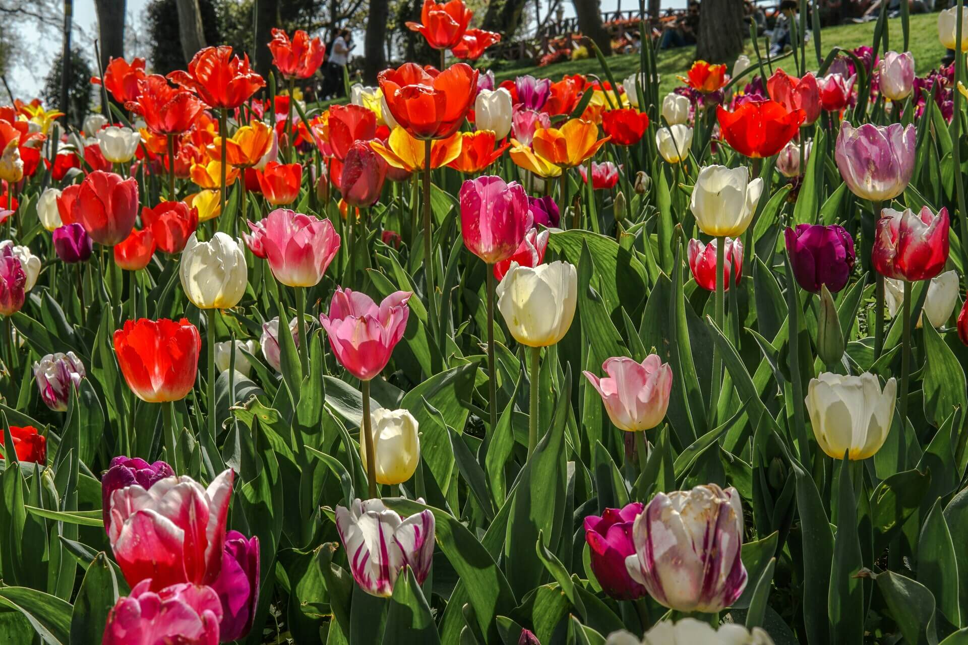 Tulip Time in Istanbul