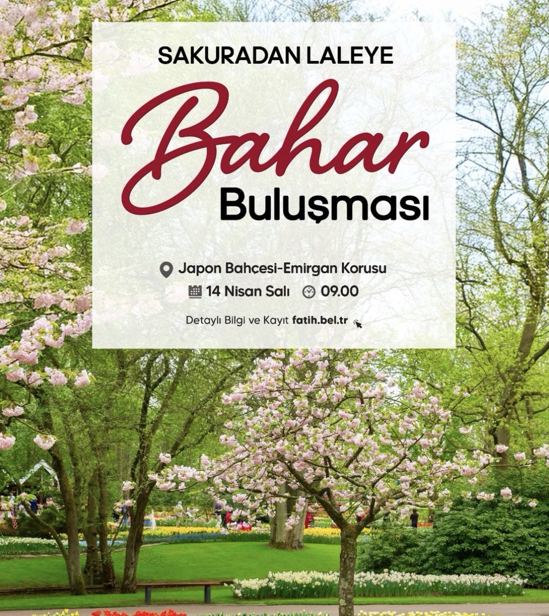 İstanbul’da Sakura ve Lale Gezisi 2026: Katılım Şartları ve Detaylı Rehber