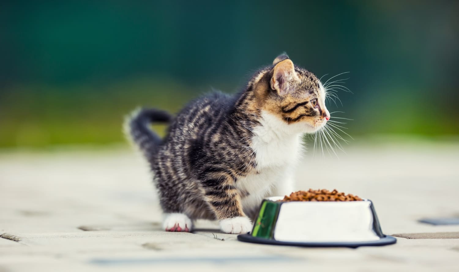 Yavru Kedi Maması Satın Alırken Dikkat! Bu Hataları Yapmayın